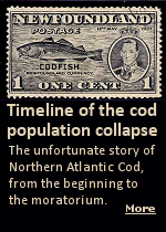 From the article: ''By 1992 it was clear that Atlantic cod was in a desperate situation. The population of spawning-age fish had decreased by 93% in 30 years, and the species was threatened with extinction. The federal government decided drastic measures were needed to preserve the species. In 1992 John Crosbie the minister of fisheries and oceans announced a two-year-long ban on commercial cod fishing. 30,000 people lost their jobs and Newfoundland and Labrador's population decreased by 10%''